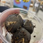 seed bombs creation